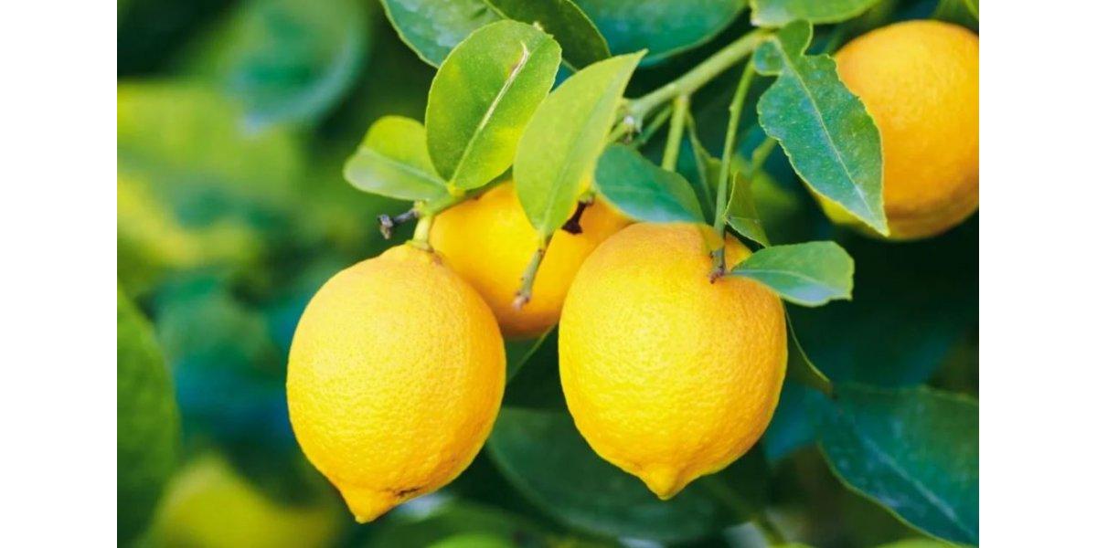 Лимон: золотая польза для здоровья и отличного настроения
