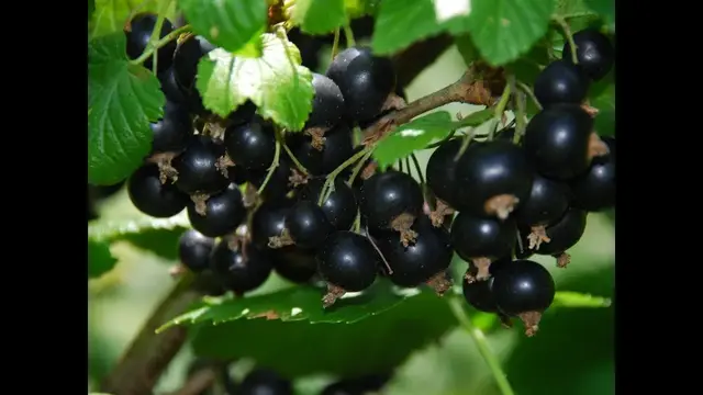 Варенье из чёрной смородины