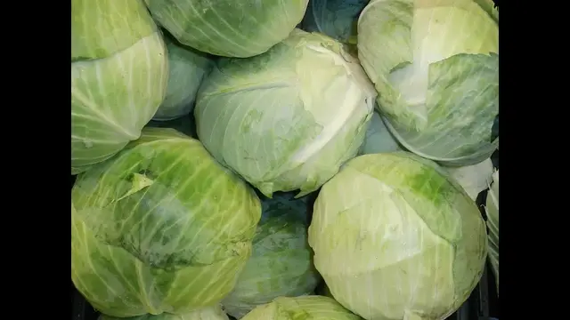 Квашеная капуста