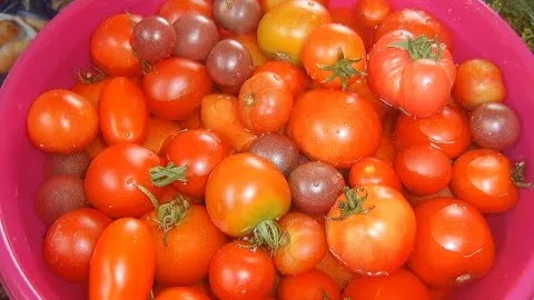Маринованные помидоры на зиму