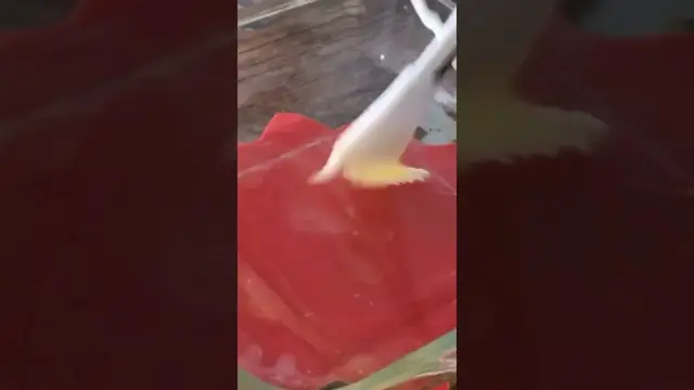 Домашняя пахлава к чаю