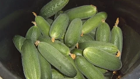 Малосольные огурцы