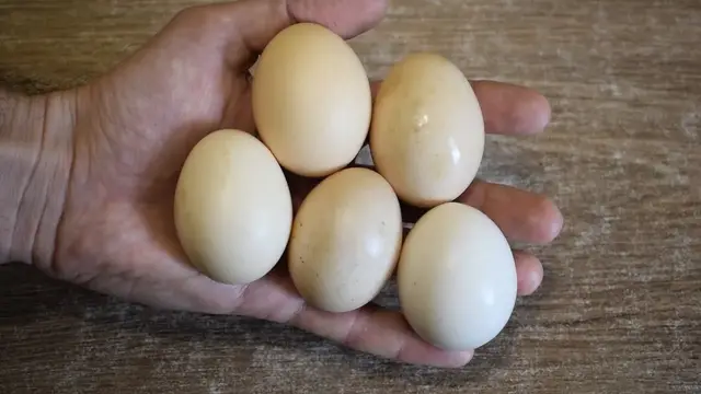 Пирожки с яйцом и луком