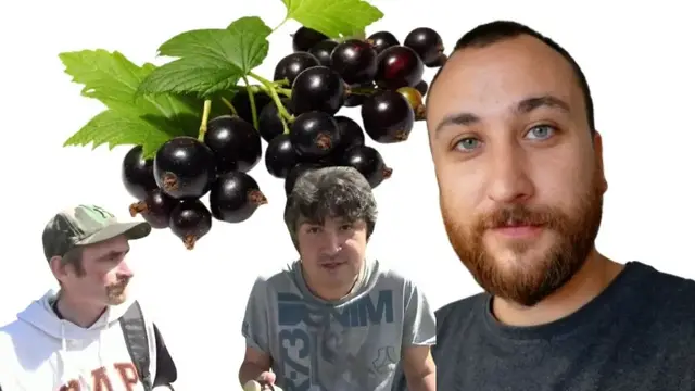 Джем из черной смородины без сахара