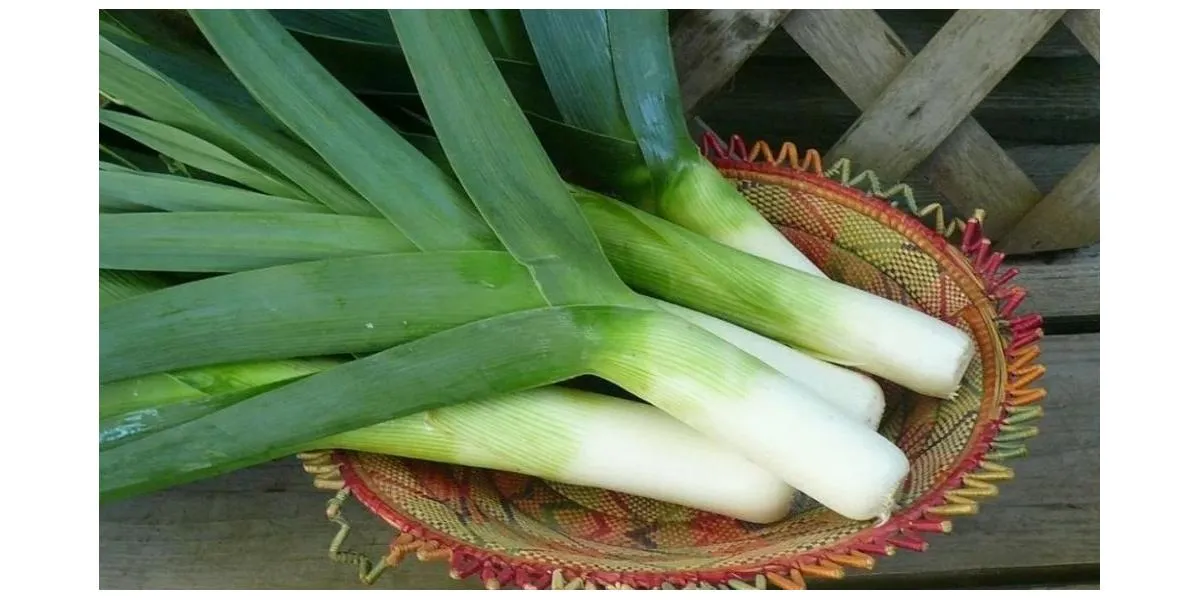 Лук-порей: здоровье и вкус в одном стебле - польза и применение
